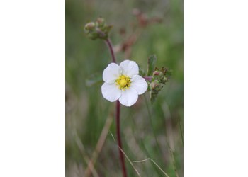 Stein-Fingerkraut (Drymocallis rupestris) - © Philipp Sengl